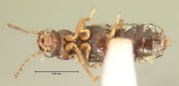 Media type: image; Entomology 6566   Aspect: habitus ventral view